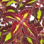 Coleus Saturn